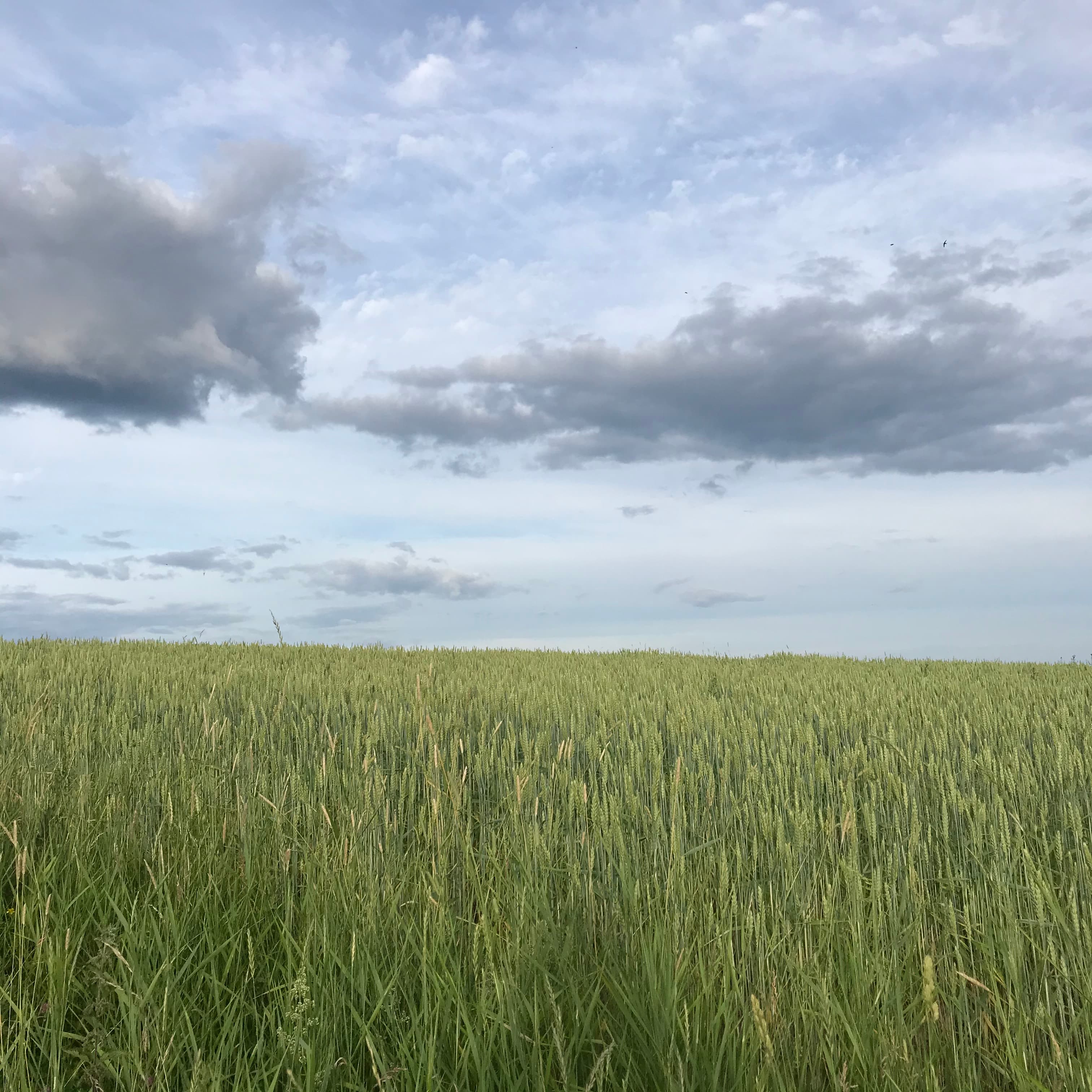 Green field and lightblue sky